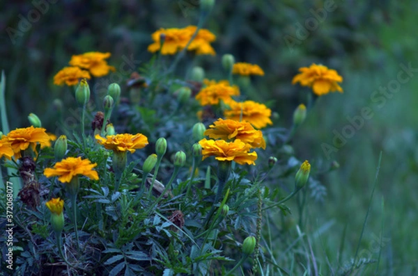 Obraz yellow flowers in the garden