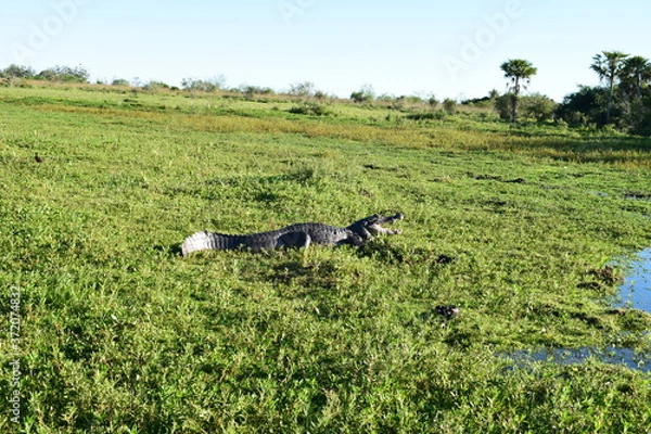 Obraz Observando jacaré