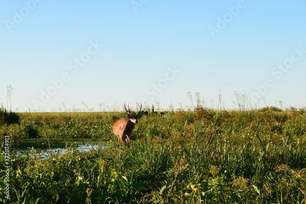 Obraz Natureza selvagem