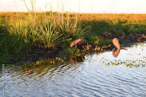 Obraz Carpinchos bebendo agua