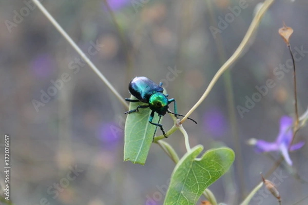 Obraz Green beetle