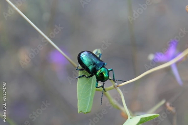 Obraz Green beetle