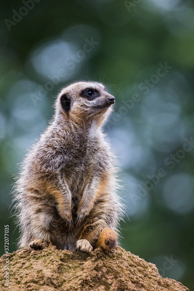 Obraz Meerkat looking into the distance