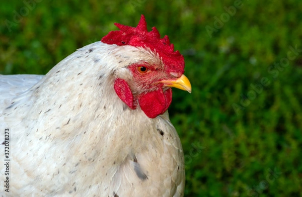 Fototapeta With a nice bokeh background, the facial features of this white speckled chicken with red comb and yellow beak contrast nicely against the green copy space area.