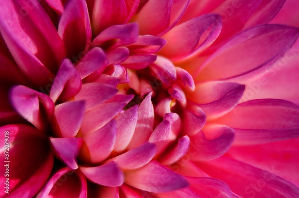 Fototapeta Pink Dahlia flower with close up macro view in vibrant purple pink colors 