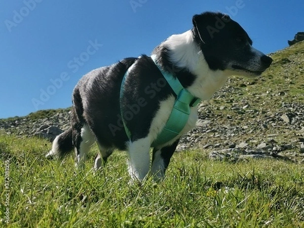 Obraz Dog in mountains