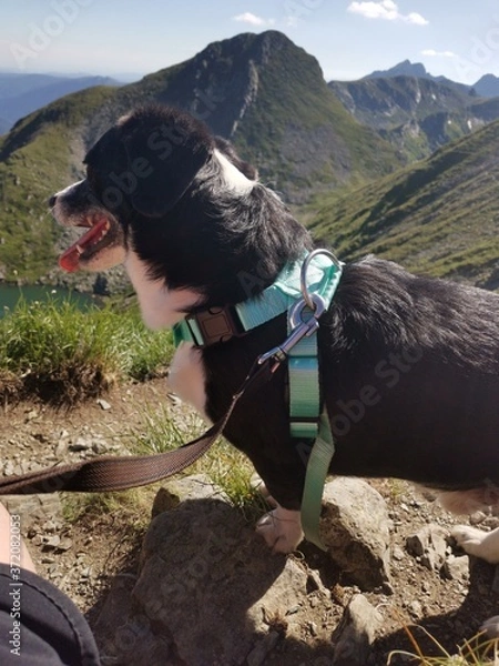 Obraz dog in the mountains