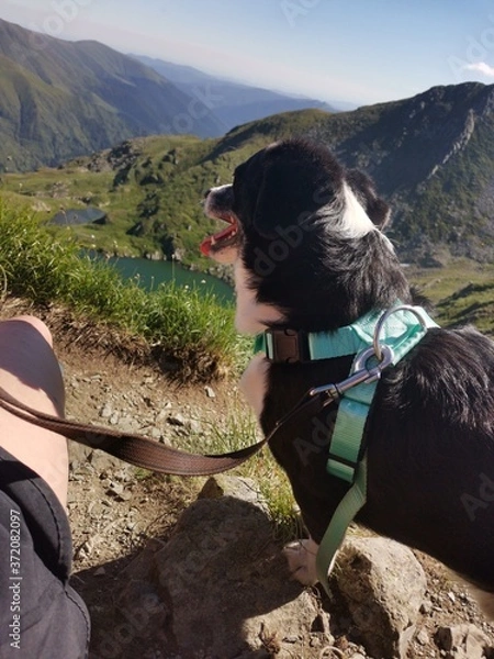 Obraz dog in the mountains