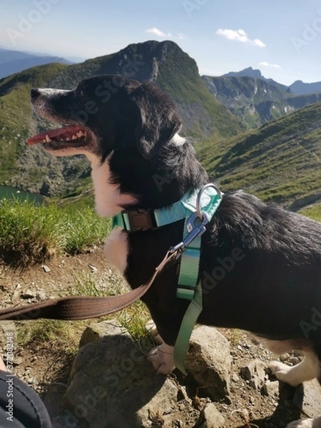 Obraz dog in the mountains