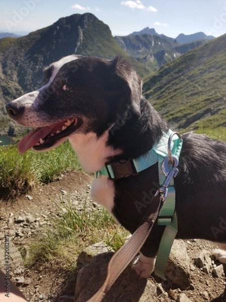 Obraz dog in the mountains