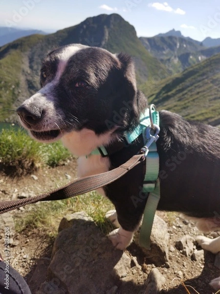 Obraz dog in the mountains