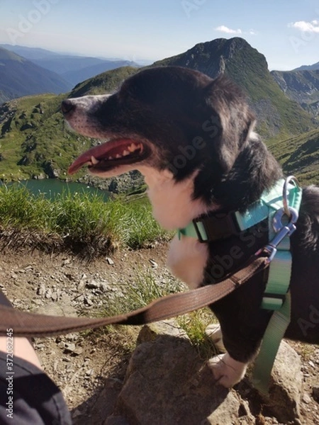 Obraz dog in the mountains