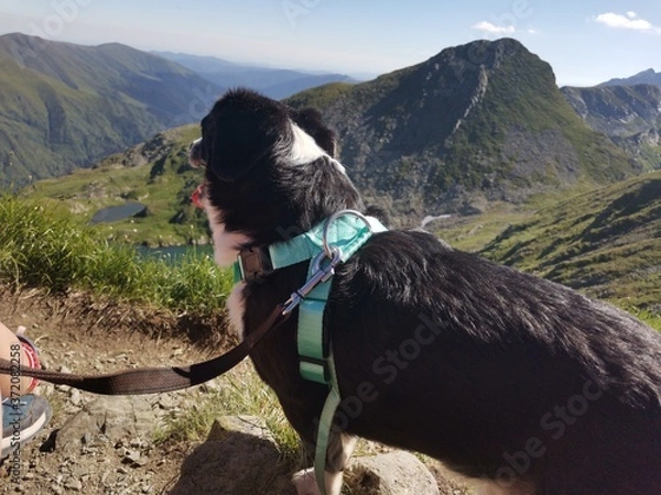 Obraz dog in the mountains