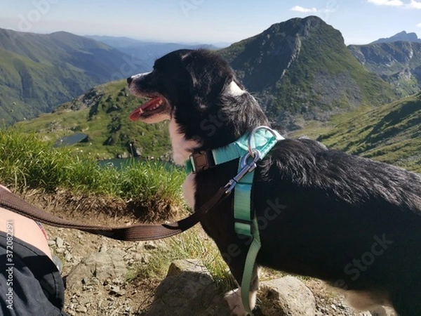 Obraz dog in the mountains