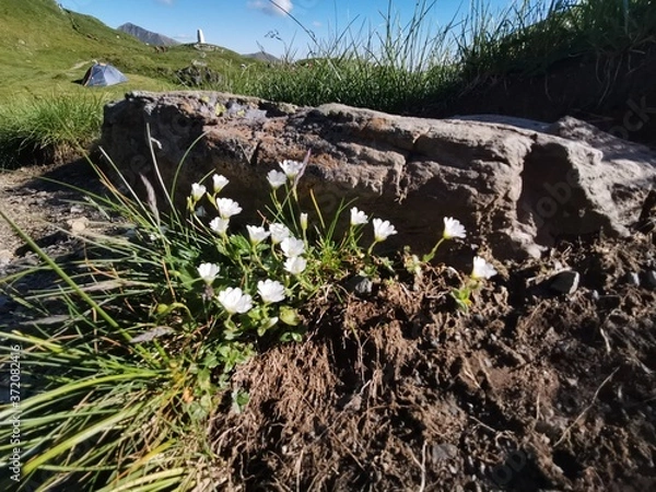 Obraz flowers on the rock