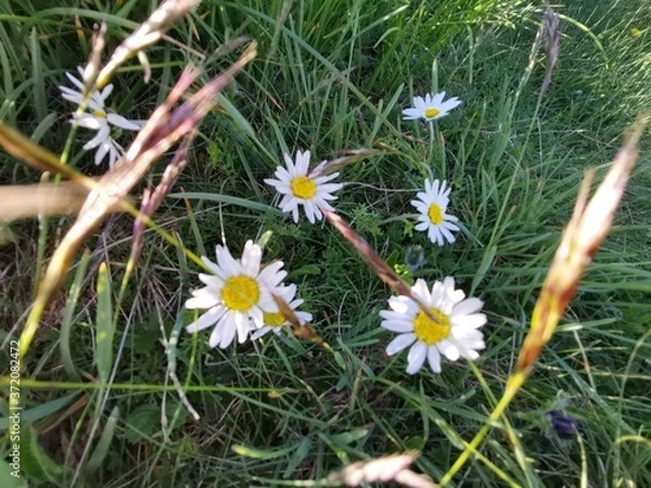 Obraz daisies in the grass