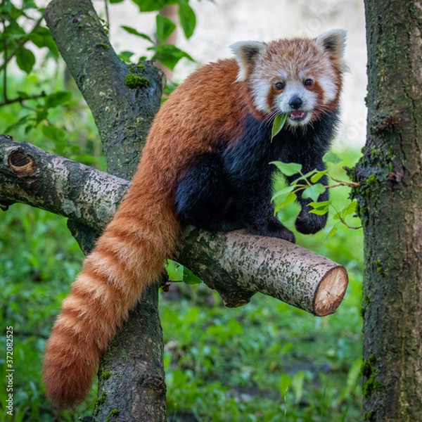Obraz red panda eating bamboo
