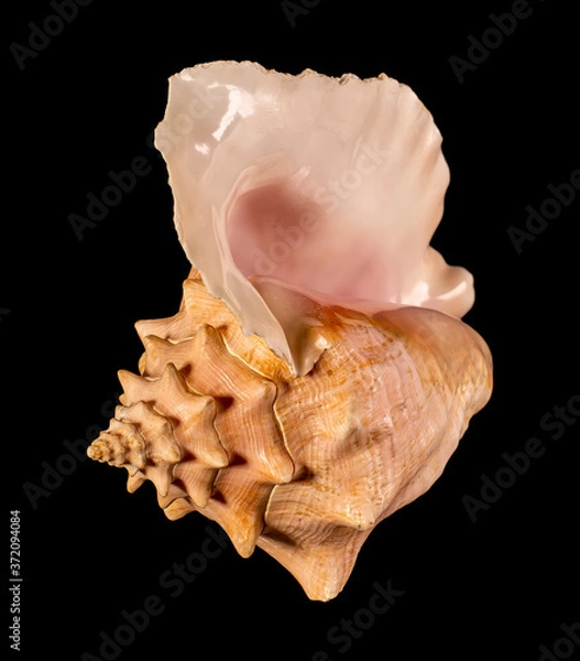 Fototapeta Sea shell isolated on a black background. Beautiful seashell