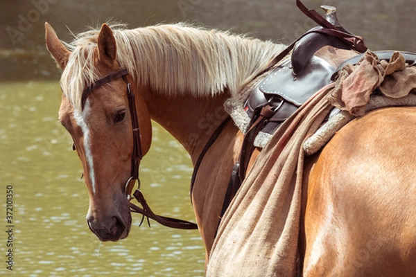 Fototapeta Red horse quarterbacks with a light mane with a saddle on the back. Cowboy stallion.