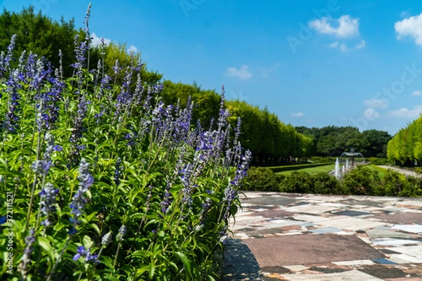 Fototapeta 夏空とハーブと青空の景色