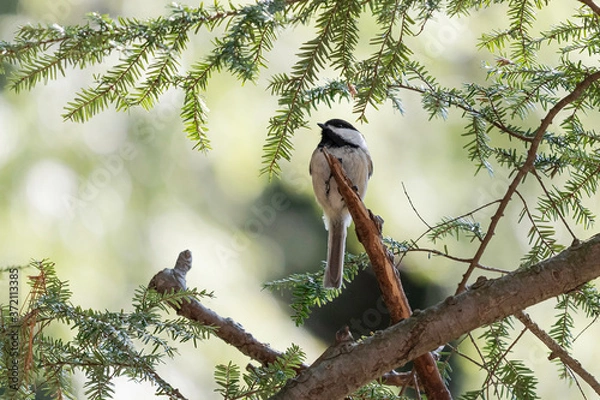 Obraz Black-Capped Chickadee sitting on a branch