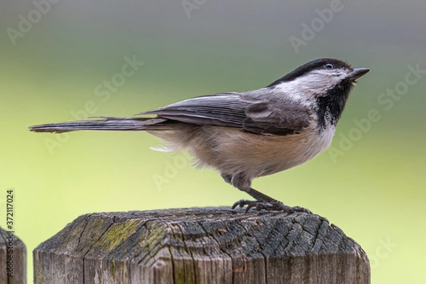 Obraz Black-Capped Chickadee Sitting on a wood post