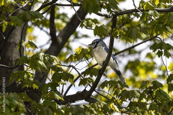 Obraz Bluejay sitting on a tree branch