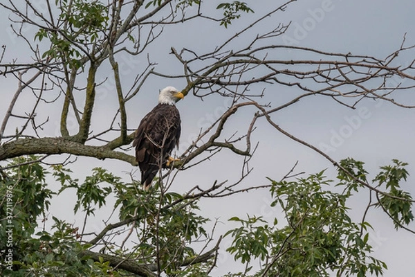 Obraz Bald Eagle sitting in a tree