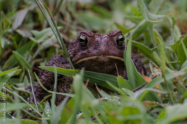 Obraz Frog Hiding in the grass