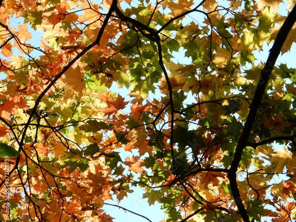 Obraz autumn yellow, orange, green, red maple leaves on the sky