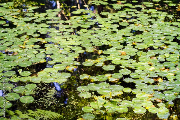 Fototapeta Many lily pads float on a reflective pond; A pond covered with lily pads