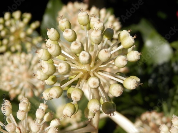 Obraz ヤツデの球状の花