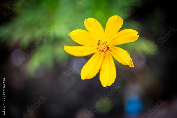 Obraz A small sparkling yellow flower in the morning sun in a city park