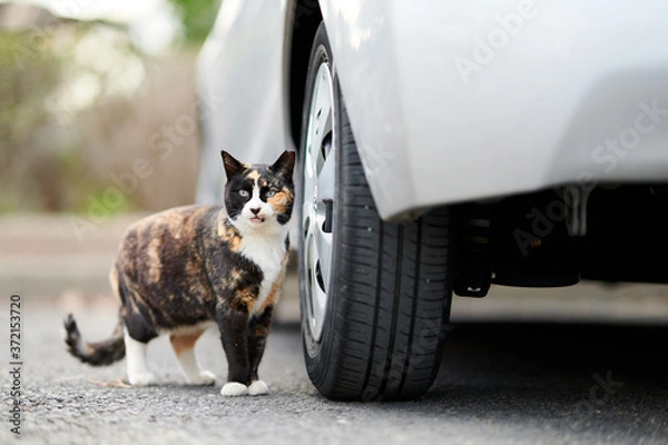Obraz 車の隣に立っている三毛猫