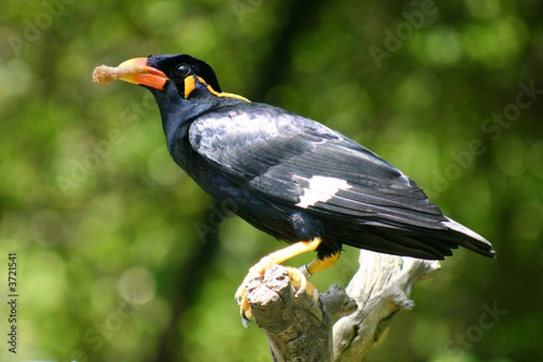 Obraz mainate religieux