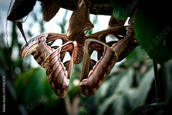 Fototapeta Frisch aus dem Kokon geschlüpfter Atlasspinner (Attacus atlas)