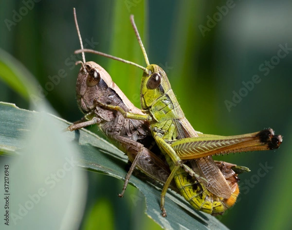 Fototapeta Grasshoppers mating .  The meadow grasshopper ( Pseudochorthippus parallelus  or  Chorthippus parallelus)