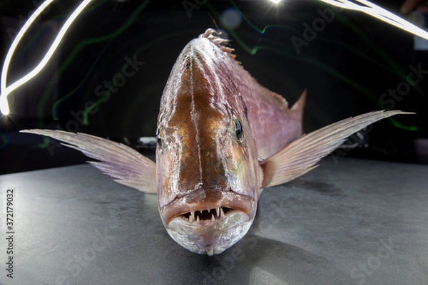 Obraz Common seabream on a dark stone background.