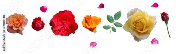 Fototapeta different types of roses flowers and green leaf with rose petals isolate white background