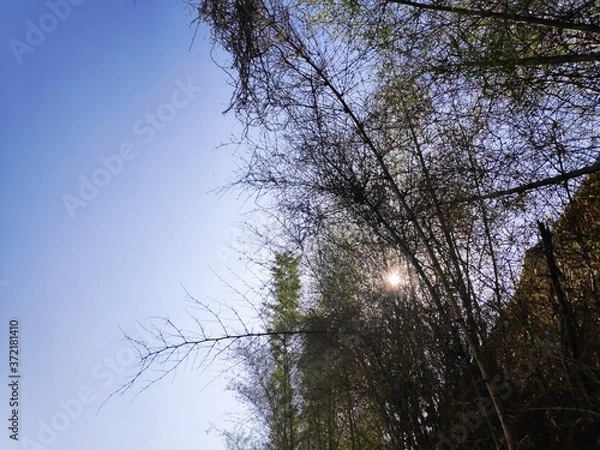 Fototapeta trees in the sky