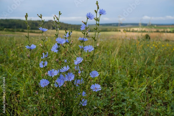 Fototapeta Gemeine Wegwarte (lat.: Cichorium intybus) auf einer Wiese zwischen Feldern