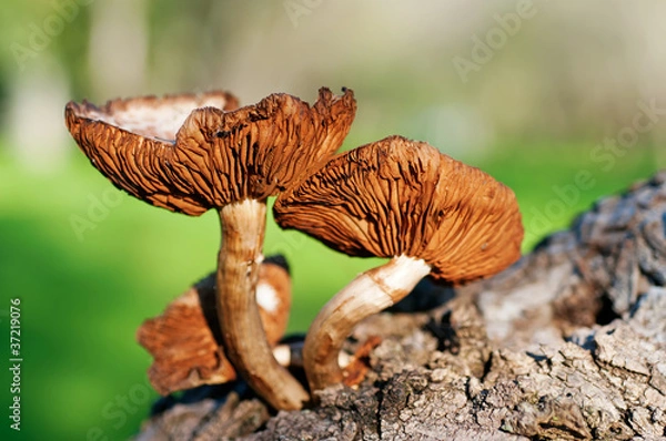 Obraz Mushroom forest tree