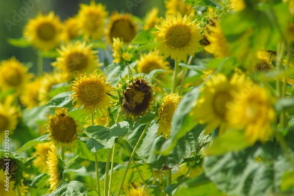 Fototapeta 群生する向日葵の花