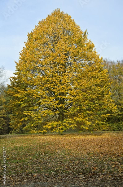 Obraz perfekter Baum