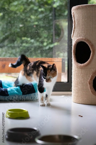 Fototapeta Cute rescue calico cat with green eyes stretching in an animal shelter while waiting to be adopted