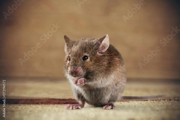 Fototapeta Adorable.