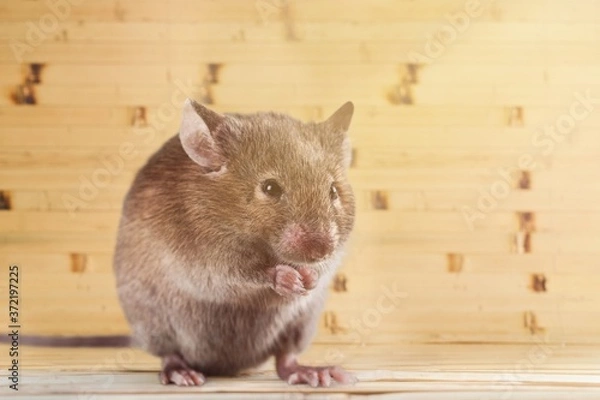 Fototapeta Adorable.