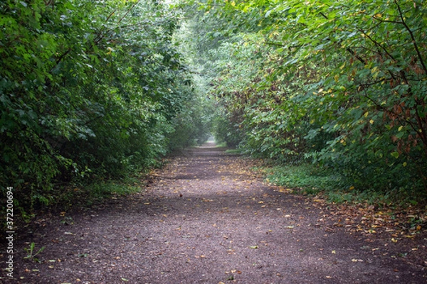 Obraz beautiful walking path inside the jungle