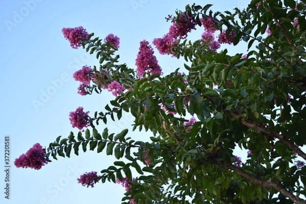 Obraz pink magnolia tree