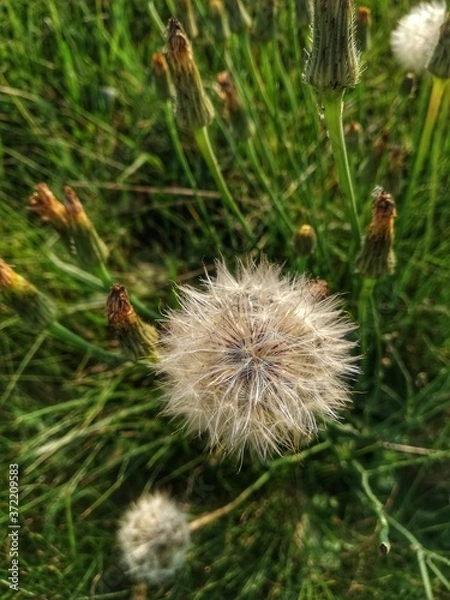 Obraz thistle in the grass